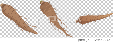 ごぼうのイラスト ごぼうのイラスト 129459952