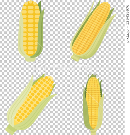 玉米矢量插畫 129459976