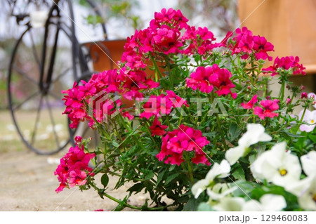 庭イメージ　ネメシア　 129460083