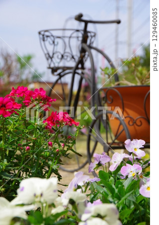 庭イメージ　ネメシア　パンジー 129460085