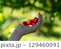 a human hand is out of frame, holding a handful of ripe, red, raspberries in the palm of the hand. 129460091