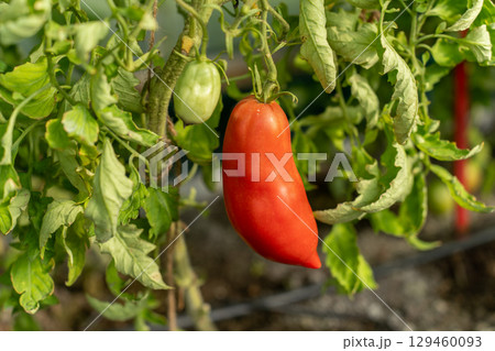 A close-up of a ripe, red tomato. A close-up of a ripe, red tomato. 129460093