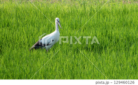 田んぼで餌を探すコウノトリ 田んぼで餌を探すコウノトリ 129460126