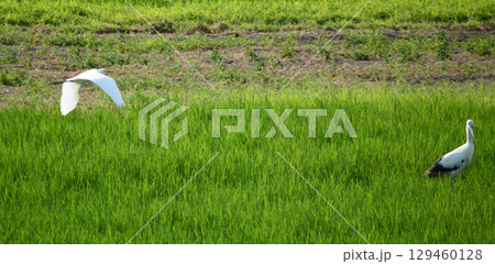田んぼで餌を探すコウノトリ 129460128