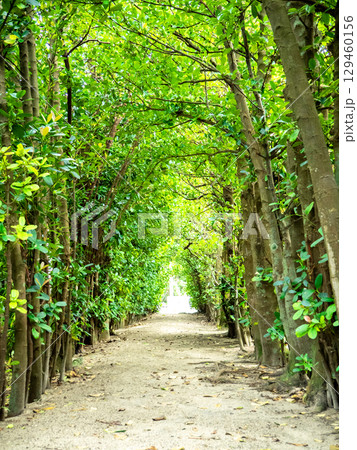 フクギ並木（鹿児島県 奄美大島） 129460156