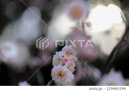朝日を受ける梅の花 朝日を受ける梅の花 129460194