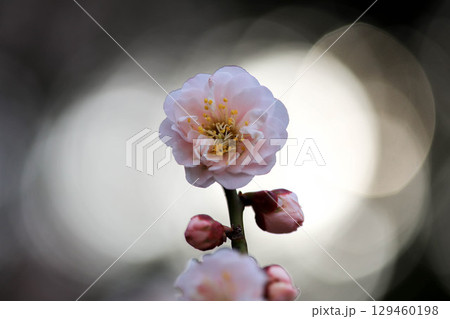 朝日を受ける梅の花 129460198