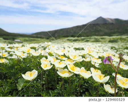 高山植物のチングルマの花 高山植物のチングルマの花 129460329