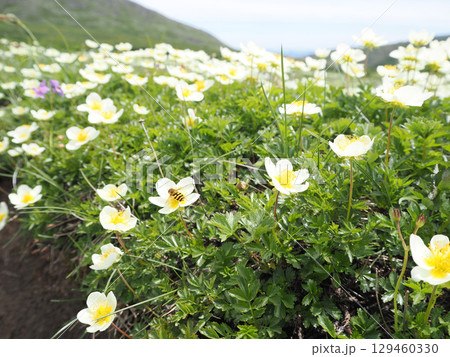 高山植物のチングルマの花とミツバチ 129460330