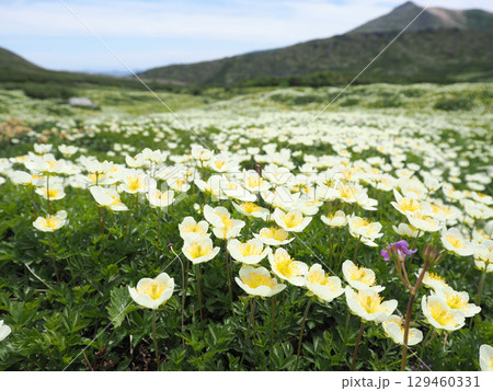高山植物のチングルマの花 高山植物のチングルマの花 129460331