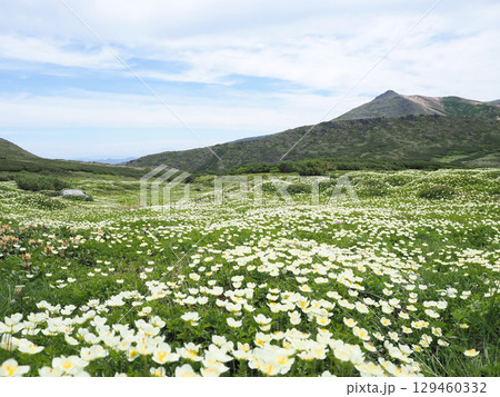 高山にあるチングルマの花畑 129460332