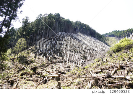 植林された苗木を保護するためにツリーシェルター（保護筒）が設置されている 伐採された山肌の斜面 129460528