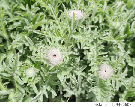 ミヤマサワアザミの花 ミヤマサワアザミの花 129460608