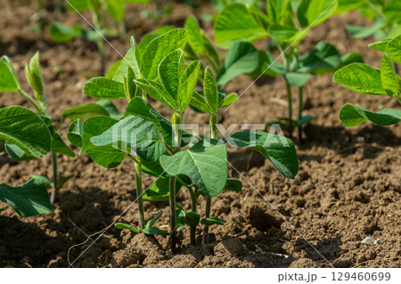 Healthy soybean plants growing in rich soil under bright sunlight during the early stages of their development in a farm 129460699