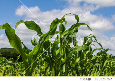An industrial field of corn sprouts growing in black soil. Corn grow in beautiful rows at sunset. Agricultural landscape 129460702