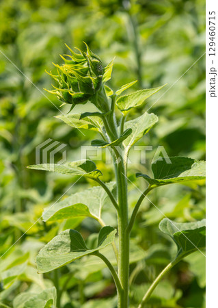 Bright green sunflower bud emerging from lush green foliage in a vibrant field during sunny daytime Bright green sunflower bud emerging from lush green foliage in a vibrant field during sunny daytime 129460715