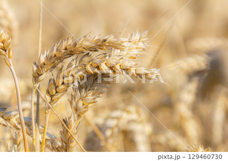 Golden wheat swaying gently in the breeze under a clear blue sky in a countryside field during late summer harvest season 129460730