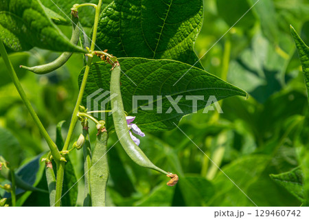 Green bean plants show healthy growth with vibrant leaves and developing pods in a sunny outdoor garden setting 129460742