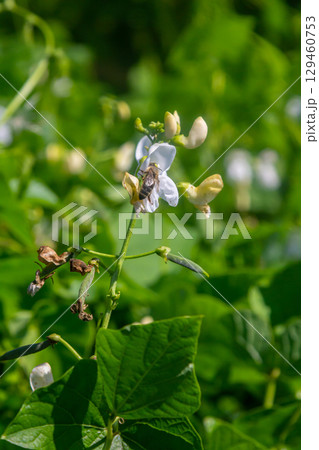 Close-up view of a bee pollinating a flowering plant in a vibrant green field during midday in early summer Close-up view of a bee pollinating a flowering plant in a vibrant green field during midday in early summer 129460753