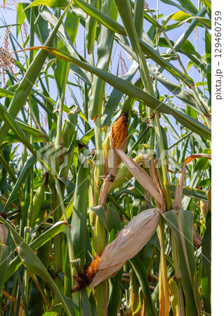Corn cobs in corn farming fields during the harvest season can be used for roasted corn or staple food Corn cobs in corn farming fields during the harvest season can be used for roasted corn or staple food 129460759
