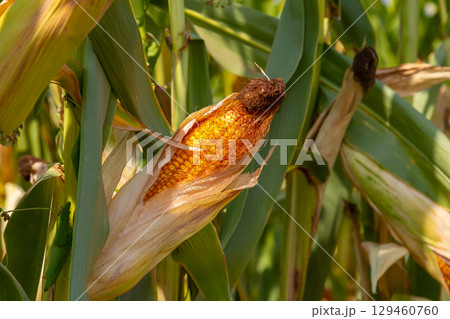 Corn cobs in corn farming fields during the harvest season can be used for roasted corn or staple food Corn cobs in corn farming fields during the harvest season can be used for roasted corn or staple food 129460760