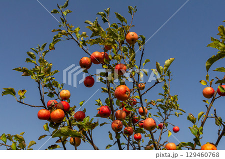 Apple tree with ripe red fruit under clear blue sky in an orchard during late summer season Apple tree with ripe red fruit under clear blue sky in an orchard during late summer season 129460768