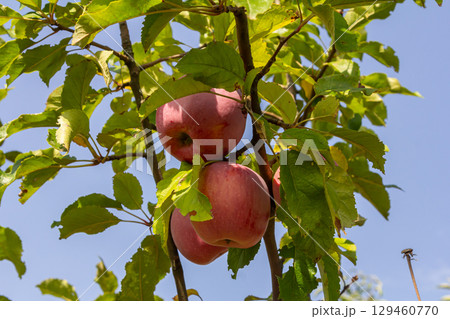 Fresh red apples hang from branches against a clear blue sky in an orchard during late summer harvesting season Fresh red apples hang from branches against a clear blue sky in an orchard during late summer harvesting season 129460770