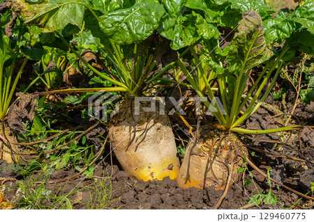 Fodder beet is a highly digestible feed with a beneficial effect on the health of animals. It has no special requirements for soil and climate when growing Fodder beet is a highly digestible feed with a beneficial effect on the health of animals. It has no special requirements for soil and climate when growing 129460775