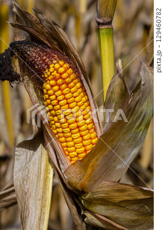 Corn cobs in corn farming fields during the harvest season can be used for roasted corn or staple food Corn cobs in corn farming fields during the harvest season can be used for roasted corn or staple food 129460782