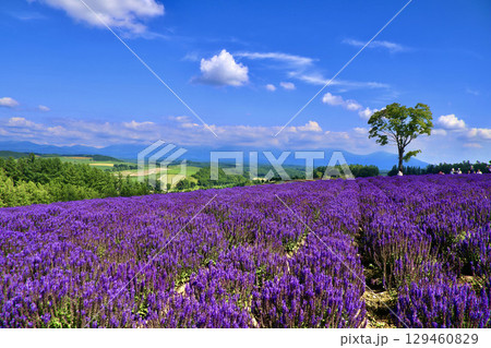 四季彩の丘(北海道・上川郡美瑛町) 四季彩の丘(北海道・上川郡美瑛町) 129460829