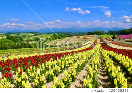 四季彩の丘（北海道・上川郡美瑛町） 129460831