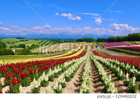 四季彩の丘（北海道・上川郡美瑛町） 129460832