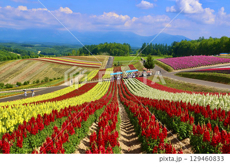 四季彩の丘(北海道・上川郡美瑛町) 四季彩の丘(北海道・上川郡美瑛町) 129460833