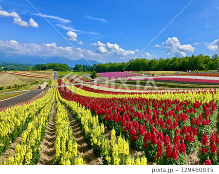 四季彩の丘（北海道・上川郡美瑛町） 129460835