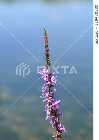 Purple loosestrife 129460880