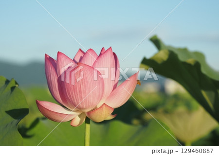 早朝の蓮の花と青空 129460887