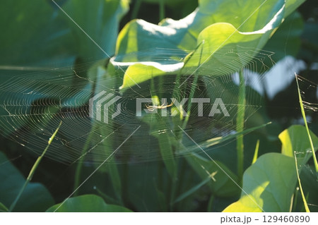 蓮池の蜘蛛の巣 129460890