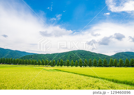 メタセコイア並木と田んぼ 滋賀県高島市マキノ町 メタセコイア並木と田んぼ 滋賀県高島市マキノ町 129460896
