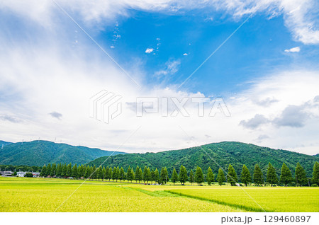 メタセコイア並木と田んぼ　滋賀県高島市マキノ町 129460897