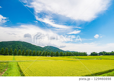 メタセコイア並木と田んぼ 滋賀県高島市マキノ町 メタセコイア並木と田んぼ 滋賀県高島市マキノ町 129460898