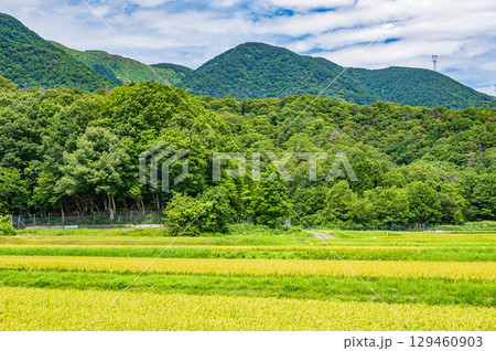 マキノ町ののどかな田園風景　滋賀県高島市 129460903