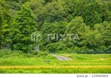 マキノ町ののどかな田園風景　滋賀県高島市 129460904