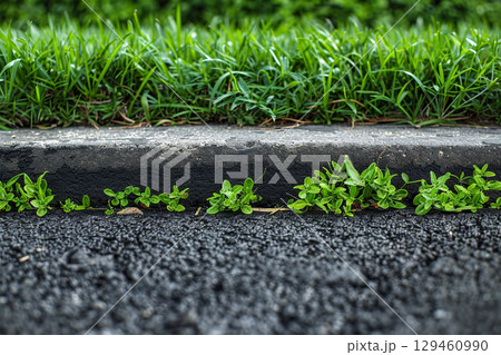 縁石に沿って生い茂る青々とした草と道路 129460990