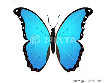 Beautiful winged insect butterfly icon with blue and black morpho wings outspread 129461042