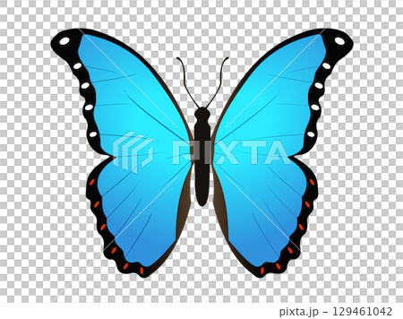 Beautiful winged insect butterfly icon with blue and black morpho wings outspread Beautiful winged insect butterfly icon with blue and black morpho wings outspread 129461042