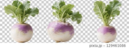 現實的蘿蔔插圖 129461086