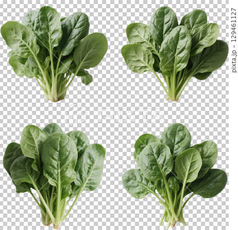 現實的菠菜 129461127