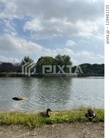 公園の池にいる仲良しなカモ【10月】Pond Landscape with Ducks 公園の池にいる仲良しなカモ【10月】Pond Landscape with Ducks 129461135