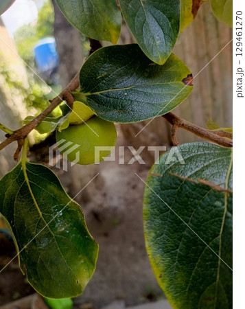 Single unripe persimmon on a branch in a macro style in green and brown colors representing agriculture and healthy eating with copy space 129461270