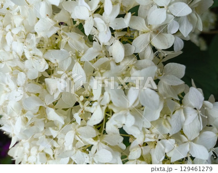 White hydrangea flowers in a soft and gentle style in white and green colors representing natural beauty and celebration with copy space 129461279